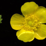 <em>Ranunculus acris</em> L. 10/05/2008