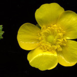 Ranunculus acris L. 10/05/2008