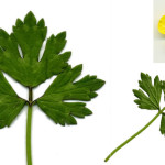 <em>Ranunculus repens</em> L. 22/08/2007