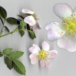 <em>Rosa canina</em> L. 24/06/2008