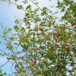 <em>Rosa canina</em> L. 30/08/2009