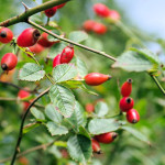 <em>Rosa canina</em> L. 30/08/2009