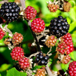 <em>Rubus fruticosus</em> L. 23/08/2009