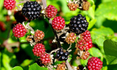 Rubus fruticosus L. 23/08/2009