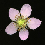 <em>Rubus fruticosus</em> L. 24/06/2008