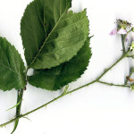 <em>Rubus fruticosus</em> L. 24/06/2008