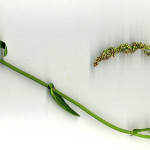 <em>Rumex acetosa</em> L. 08/05/2008
