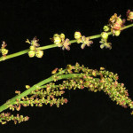 Rumex acetosa L. 08/05/2008