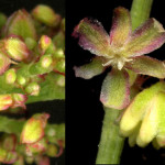 <em>Rumex acetosa</em> L. 08/05/2008