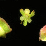 <em>Rumex crispus</em> L. 08/06/2008