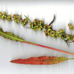 <em>Rumex crispus</em> L. 08/06/2008