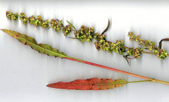 Rumex crispus L. 08/06/2008