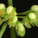 <em>Rumex sanguineus</em> L. 20/07/2008