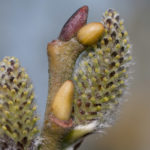 <em>Salix caprea</em> 17/03/2010