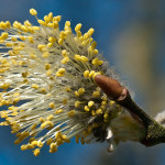 Salix caprea L. 15/03/2010