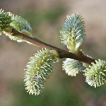 <em>Salix caprea</em> L. 17/03/2010