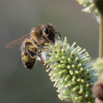 <em>Salix caprea</em> L. 17/03/2010