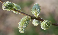 Salix caprea L. 17/03/2010