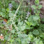 <em>Salvia verbenaca L.</em> 09/11/2025