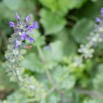 <em>Salvia verbenaca L.</em> 09/11/2025