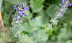 Salvia verbenaca L. 09/11/2025