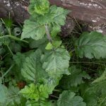 <em>Salvia verbenaca L.</em> 09/11/2025