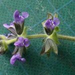 <em>Salvia verbenaca L.</em> 12/11/2025
