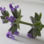 <em>Salvia verbenaca L.</em> 12/11/2025
