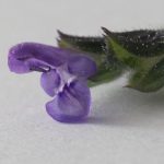 <em>Salvia verbenaca L.</em> 12/11/2025