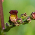 <em>Scrophularia auriculata</em> L. 13/06/2009