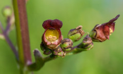 Scrophularia auriculata L. 13/06/2009