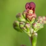 <em>Scrophularia auriculata</em> L. 14/06/2009