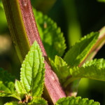 <em>Scrophularia auriculata</em> L. 22/06/2009