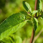 <em>Scrophularia auriculata</em> L. 22/06/2009