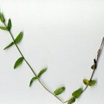 <em>Scutellaria minor</em> L. 14/07/2008