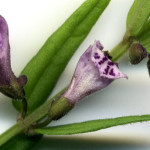 <em>Scutellaria minor</em> L. 14/07/2008