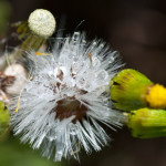 <em>Senecio vulgaris</em> L. 30/04/2010