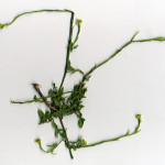 <em>Sisymbrium officinale</em> L. 11/07/2010