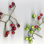<em>Solanum dulcamara</em> L. 07/09/2007