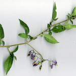 <em>Solanum dulcamara</em> L. 07/09/2007