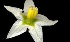 Solanum nigrum L. 05/10/2007