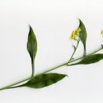 <em>Solidago virgaurea</em> L. 20/08/2007