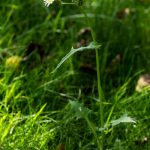 <em> Sonchus oleraceus L.</em> 09/08/2025