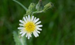 Sonchus oleraceus L. 09/08/2025