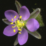 <em>Spergularia rubra</em> (L.) J.Presl & C.Presl 03/08/2010