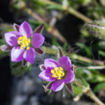 Spergularia rubra (L.) J.Presl & C.Presl 09/05/2016