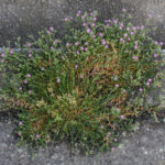 <em>Spergularia rubra</em> (L.) J.Presl & C.Presl 09/05/2016