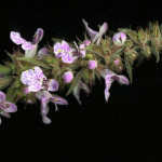 <em>Stachys palustris</em> L. 24/06/2008