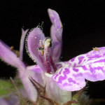 <em>Stachys palustris</em> L. 24/06/2008