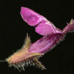 <em>Stachys sylvatica</em> L. 08/06/2008